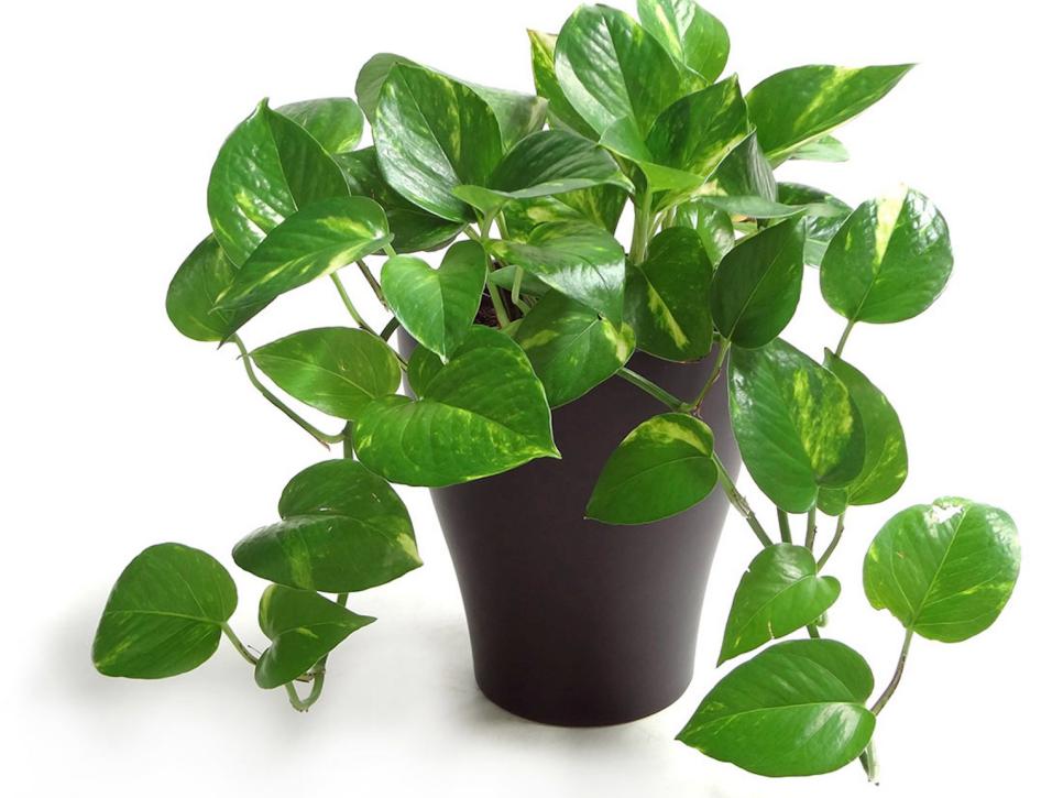 20 Best Plants for Cleaning Indoor Air 2021 | HGTV