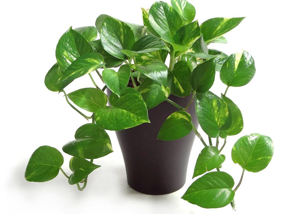 Low Maintenance Houseplants HGTV