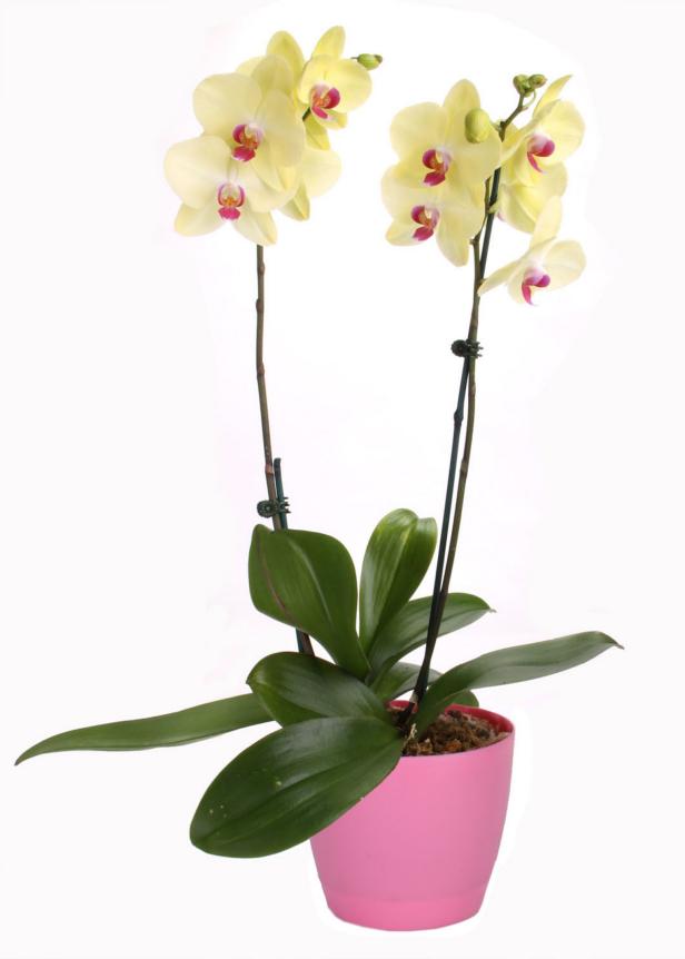 Orchids plant