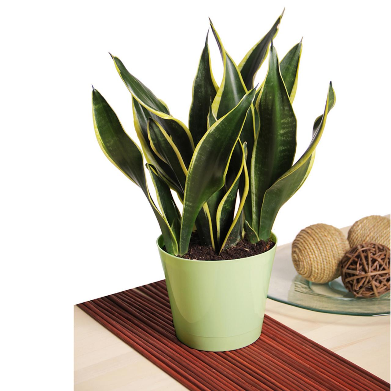 How to Care for a Snake Plant |