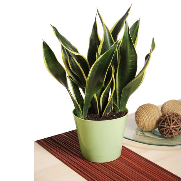 This is one snake you’ll actually want in your house. “A perfect plant for bedrooms, the snake plant is practically indestructible—tolerating low light and long bouts without water—and is especially good at adding oxygen at night,” Hancock says.
