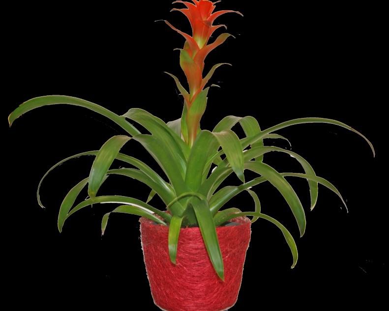 “Colorful bromeliads look a bit like exotic living flower arrangements,” Hancock says. “They’re perfect for offices where their colorful blooms can help extend our attention spans and keep us focused on tasks.”
