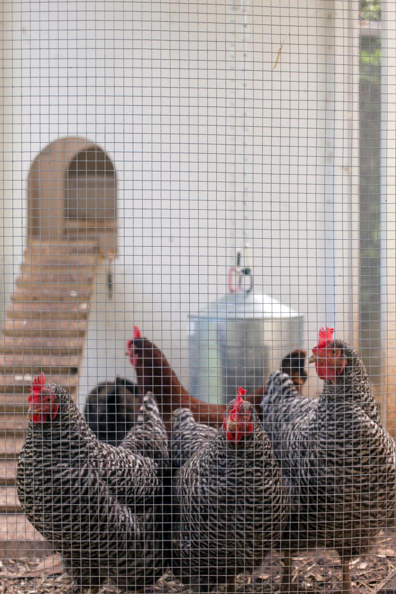 These city chickens have been known to roam into the house at times.
