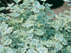 Licorice Plant - Helichrysum petiolare 'Licorice Splash'