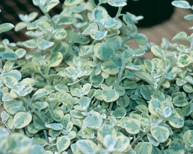 Licorice Plant - Helichrysum petiolare 'Licorice Splash'