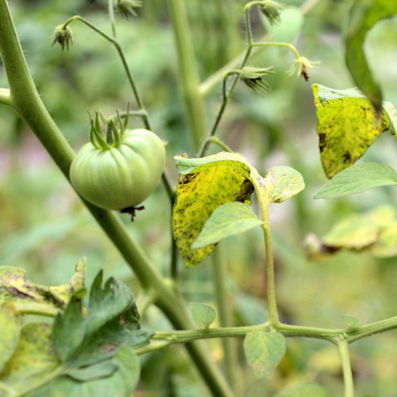 Revealed: What To Do With Tomato Plants At End Of Season