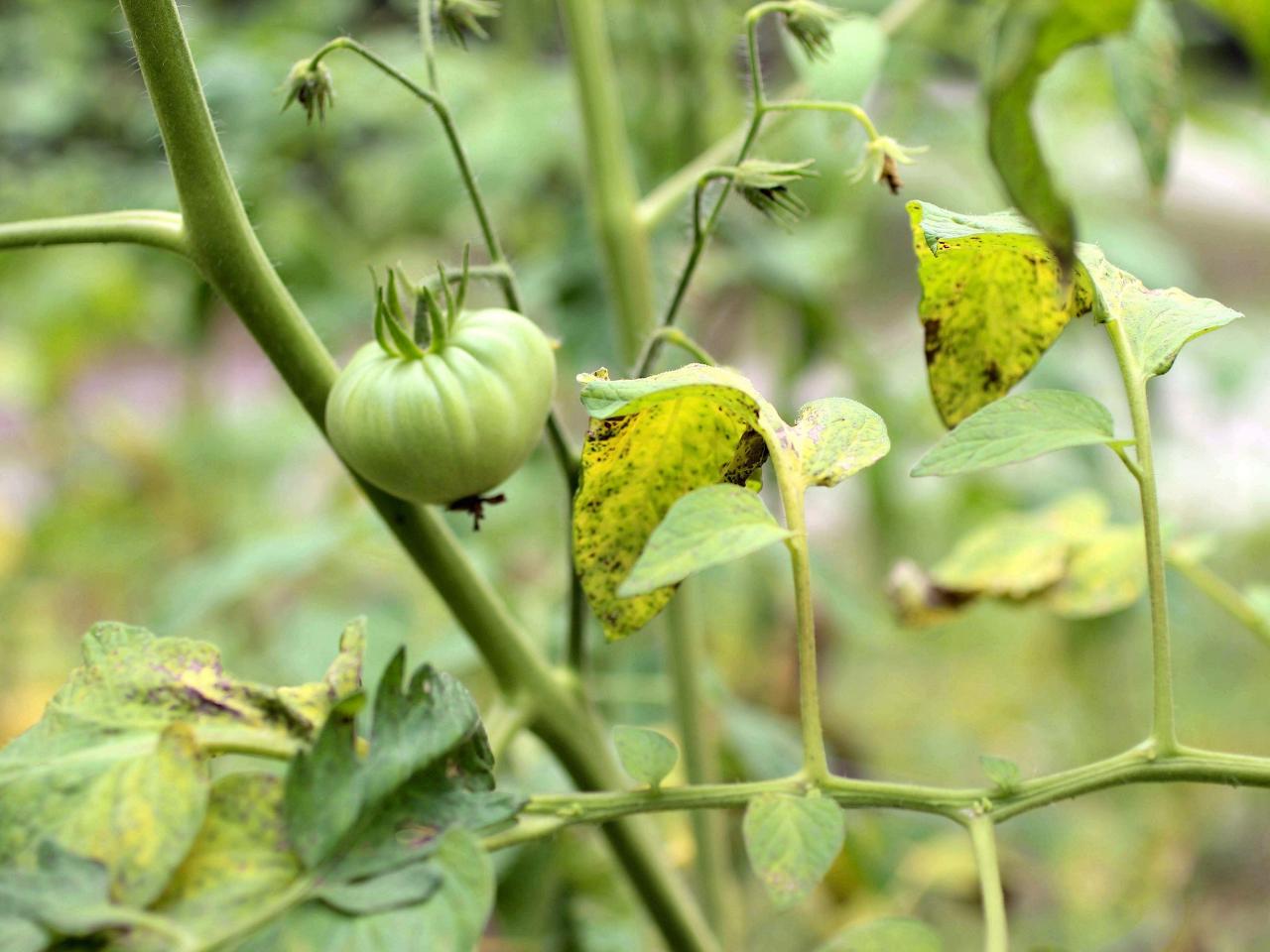 Fighting tomato blight with pennies?