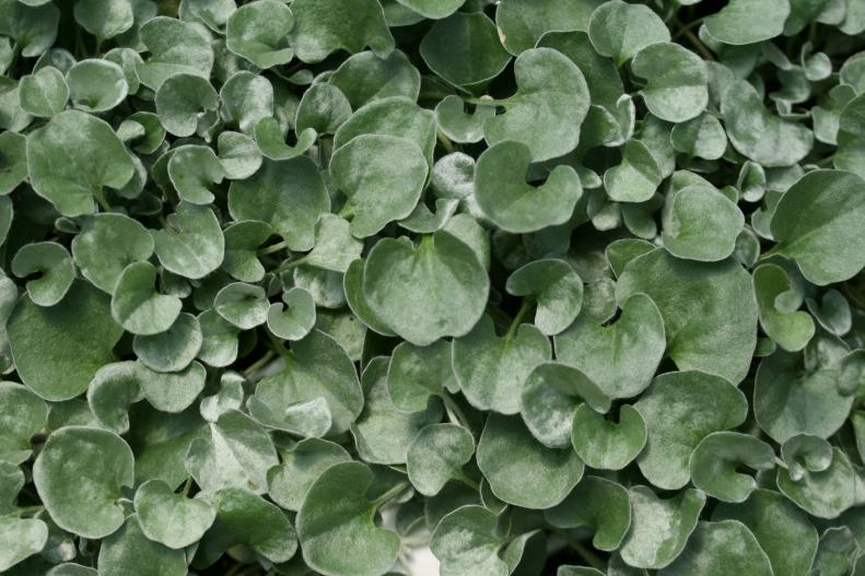 Dichondra argentea 'Silver Falls' has a silvery sheen and fan-shaped leaves. Heat and drought tolerant, it's lovely when it cascades from containers and window boxes.