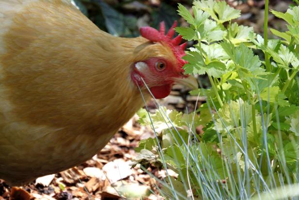 Chickens will try many garden plants. Here one of our favorite hens samples a celery plant.