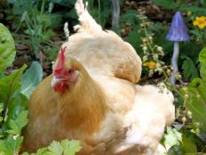 Learn how to safely plant a garden for you and your feathered friends.