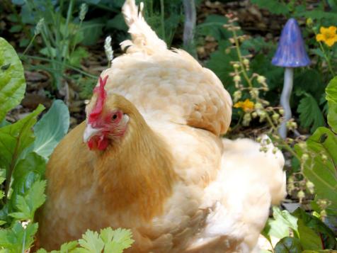Plant a Chicken-Friendly Garden