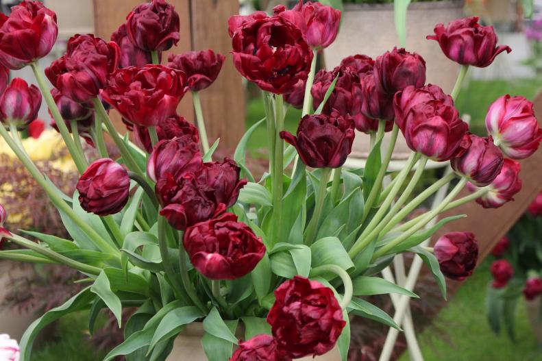 'Uncle Tom' features numerous petals that make it resemble a peony. Before they open, their buds are dark red, once they bloom they turn a beautiful purplish-red.&nbsp;