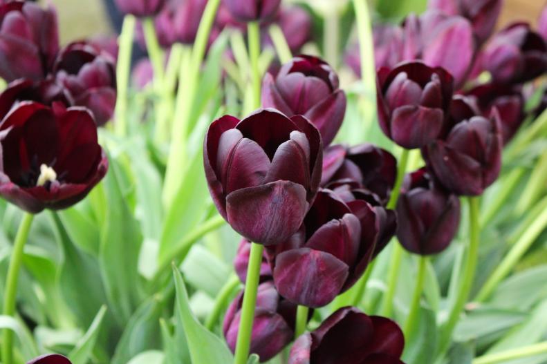 'Queen of Night' is the most popular of the deep purple tulips.&nbsp;