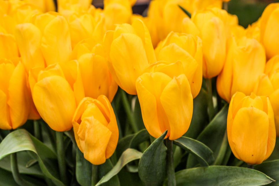 A Photo Gallery Of Beautiful Tulips Hgtv