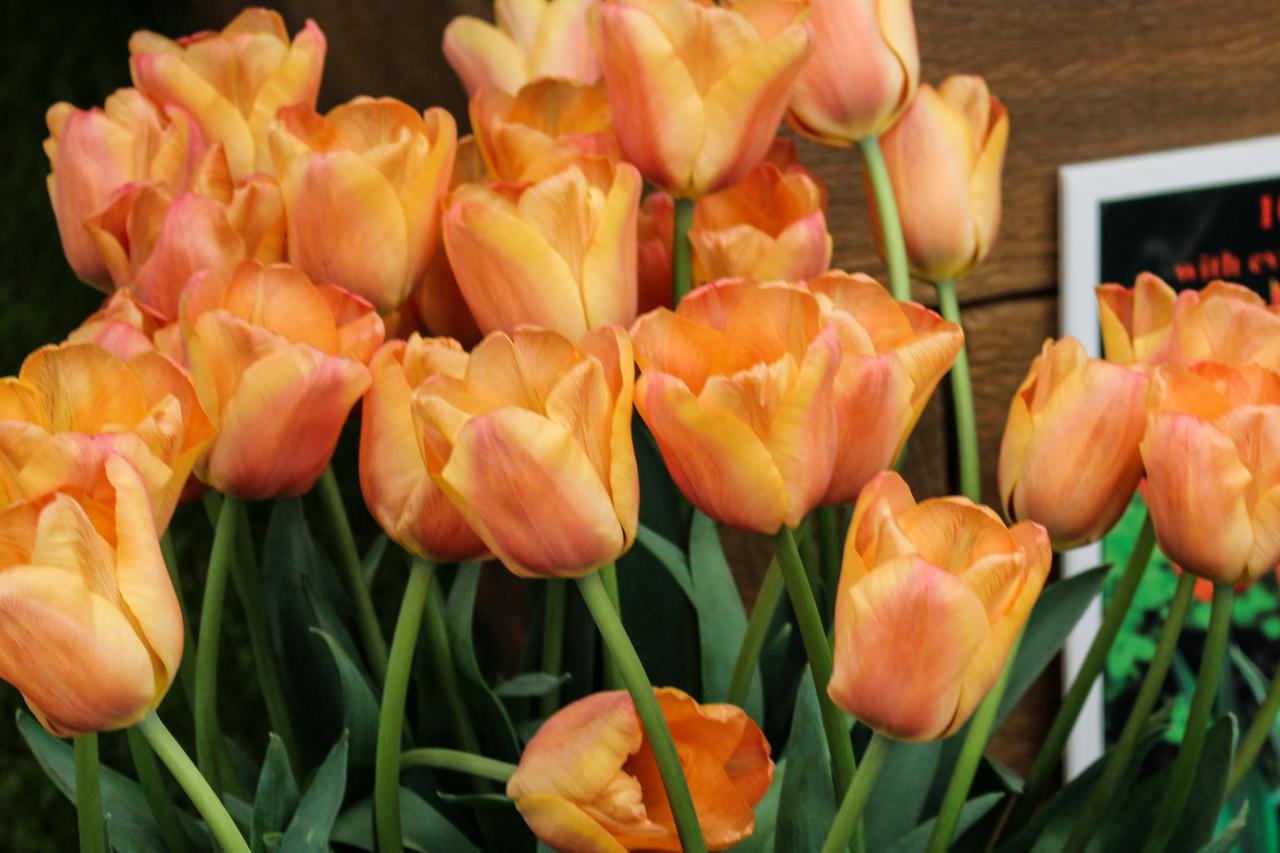 15+ orange tulips 🧡 🌷 Discover the beauty and variety of this vibrant  bloom!