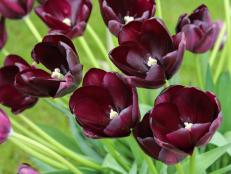 Burgundy 'Cafe Noir' Tulip