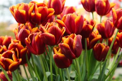 Tulips: How to Plant, Grow and Care for Tulips