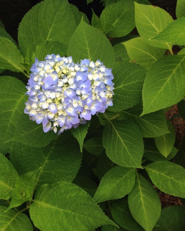 Hydrangea Endless Summer 'The Original'