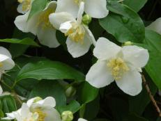 Stewartia malacodendron  (03) Bloom