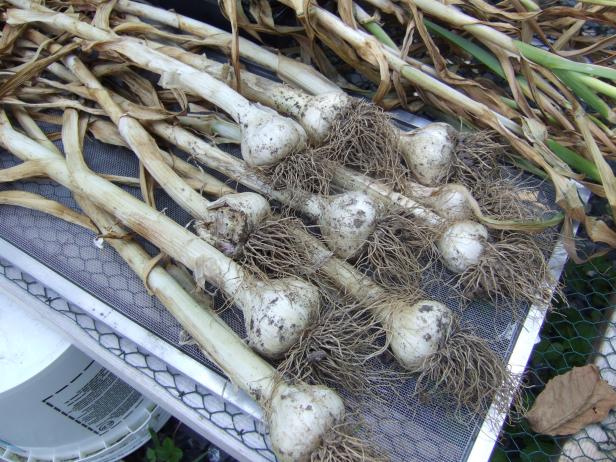 Harvested Garlic Bulbs