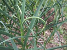 The green shoots that emerge from young garlic plants are flavorful, versatile and ready soon.