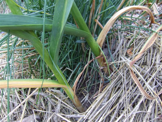 Garlic Stalk Showing Harvest Stage