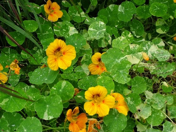 How to Plant, Grow and Care for Nasturtium | HGTV