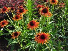 Echinacea 'Flame Thrower' is a new hybrid coneflower with a punch of brilliant color.