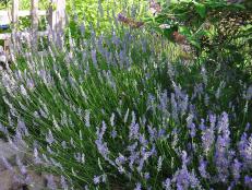 In Plants Trimming Lavender Spring In Plants Trimming Lavender Spring