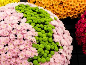 <center>Eye-Catching Chrysanthemum Color Combos