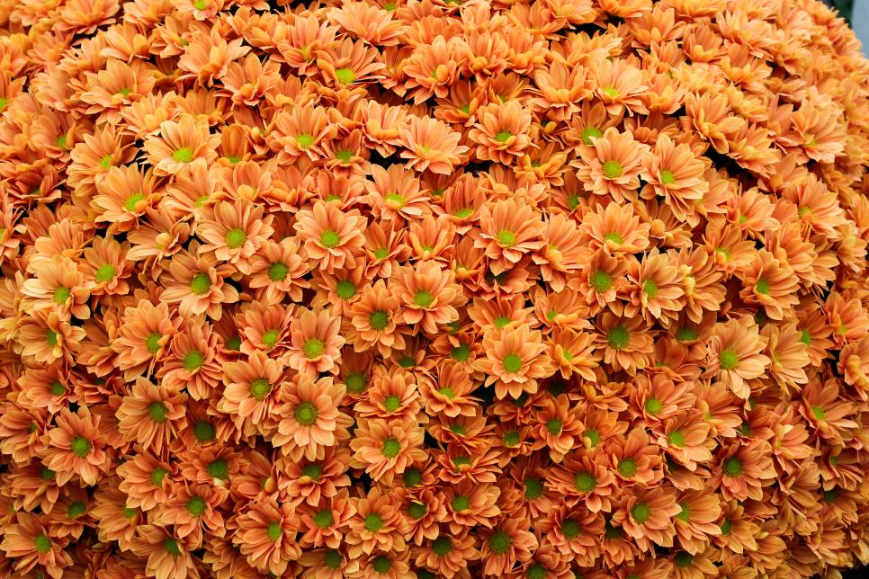 Top Orange Annual Flowers For Your Garden Hgtv