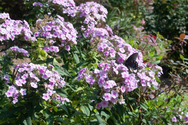 A nectar-rich and stable phlox cultivar, 'Bright Eyes' is a pollinator magnet. While some other cultivars revert back to the standard pink phlox, 'Bright Eyes' does not. Avoid watering overhead as that will cause mildew problems for most phlox.