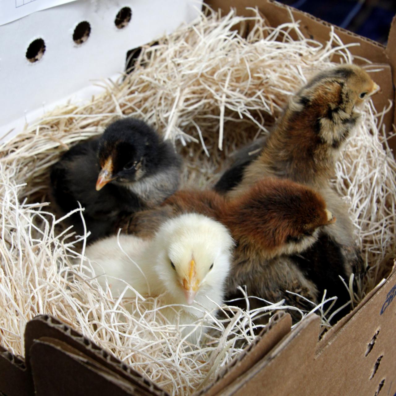 10 Photos to Take for Baby's First Christmas - Baby Chick