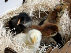 The chicks arrive in the mail. The U.S. Postal Service has been delivering chicks for over 100 years.