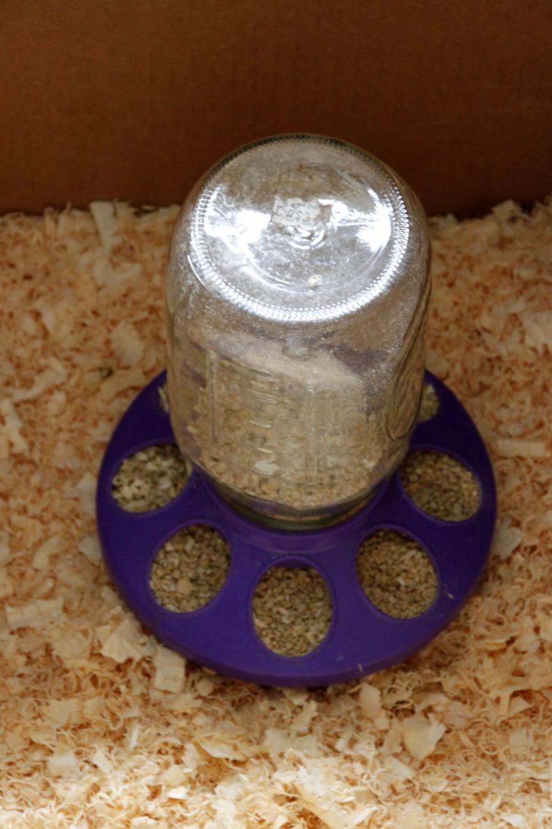 There are a variety of feeders designed for chicks on the market. Here is one type of feeder filled with chick feed. Chick feed has all the required nutrients for the baby chicks during their first six weeks of life.