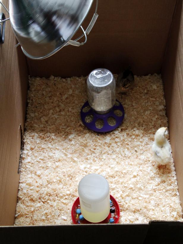 How to Set Up a Brooder for Baby Chicks | HGTV