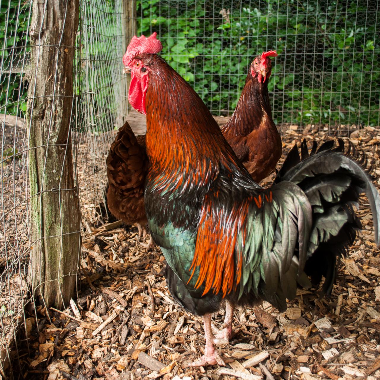 Why You Might Want a Rooster