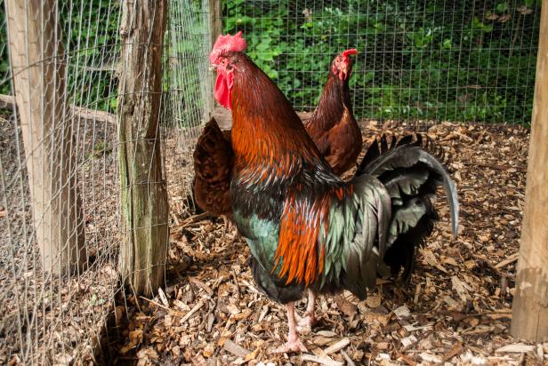 The circa 1845-1850 Smith Family Farm features Rhode Island Reds. In the pre Civil War era hens only laid in spring and summer. Through selective breeding, today's chickens lay eggs year-round.