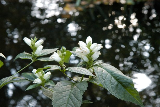 Turtlehead (Chelone glabra) wildflower