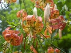 Turk’s Cap Lily (Lilium superbum) wildflower