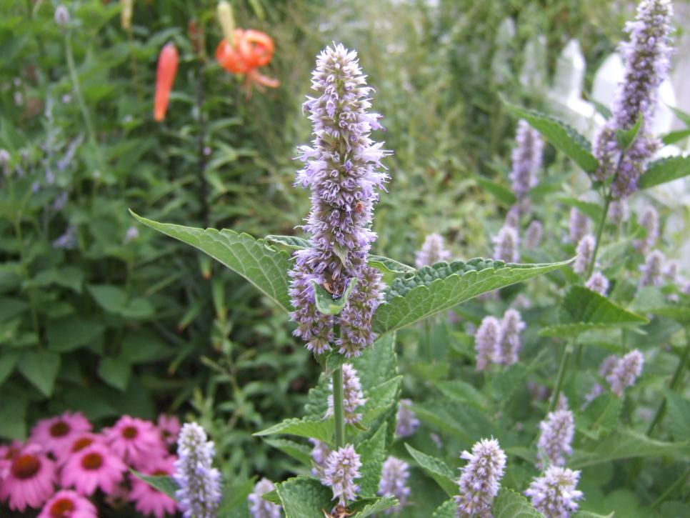 Grow Low-Maintenance Midwest Wildflowers | HGTV