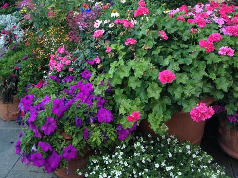 How To Choose, Plant And Grow Annuals