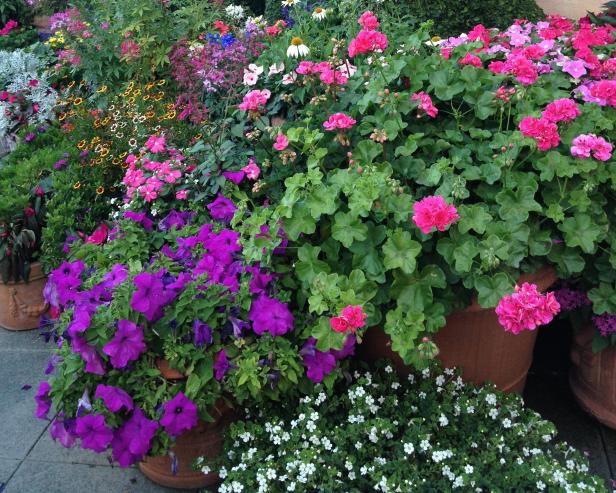 Potted Petunias and Geraniums