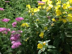 Pink Yarrow and Yellow Primroses