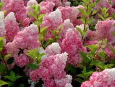 Large clusters of flowers start as a creamy vanilla-white, then transform to a soft pink and finally to a ripe strawberry-red. <a href="http://www.hgtvgardens.com/plant-finder/?pq=hydrangea&amp;minheight=0&amp;maxheight=#" target="_blank">‘Vanilla Strawberry’</a> hydrangeas bloom 3-4 weeks longer than most hydrangeas.