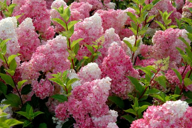 Large clusters of flowers start as a creamy vanilla-white, then transform to a soft pink and finally to a ripe strawberry-red. <a href="http://www.hgtvgardens.com/plant-finder/?pq=hydrangea&amp;minheight=0&amp;maxheight=#" target="_blank">‘Vanilla Strawberry’</a> hydrangeas bloom 3-4 weeks longer than most hydrangeas.