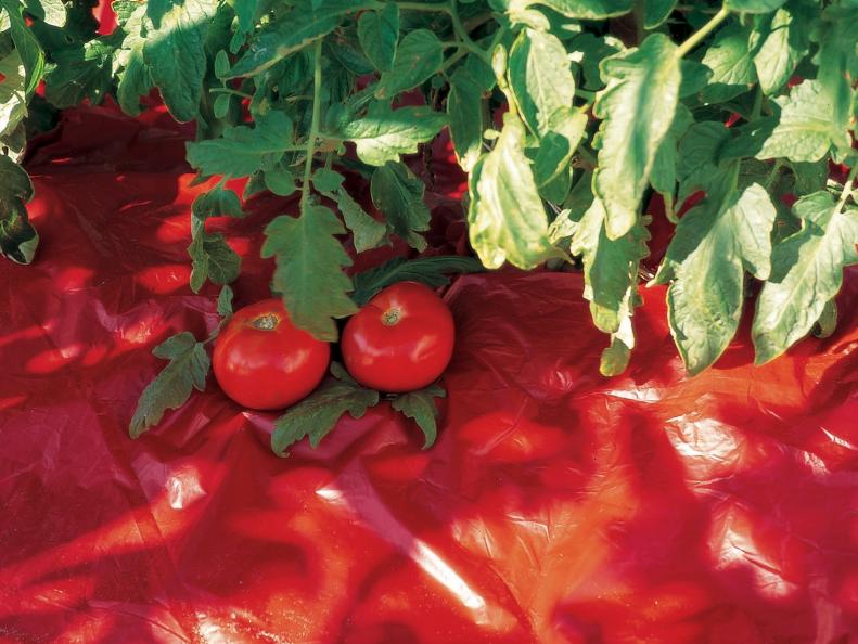 Red Mulch for Tomatoes