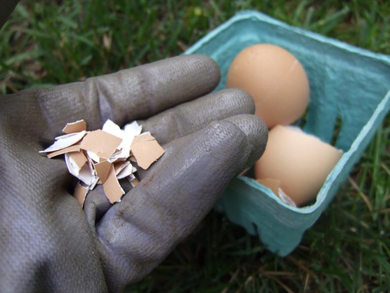 Bury eggshells with tomatoes