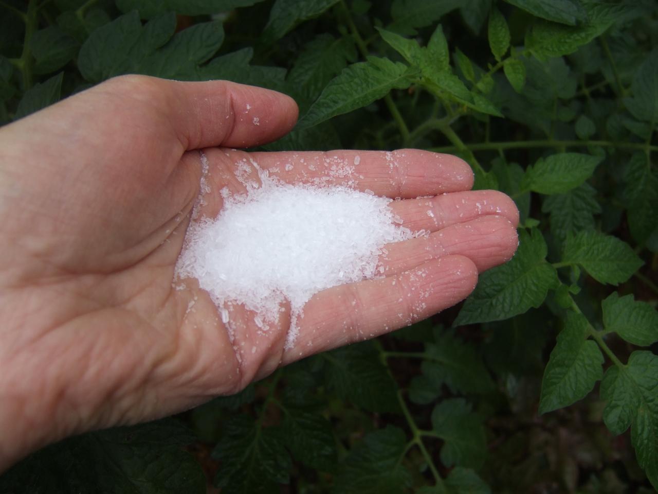 what plants don't like epsom salt