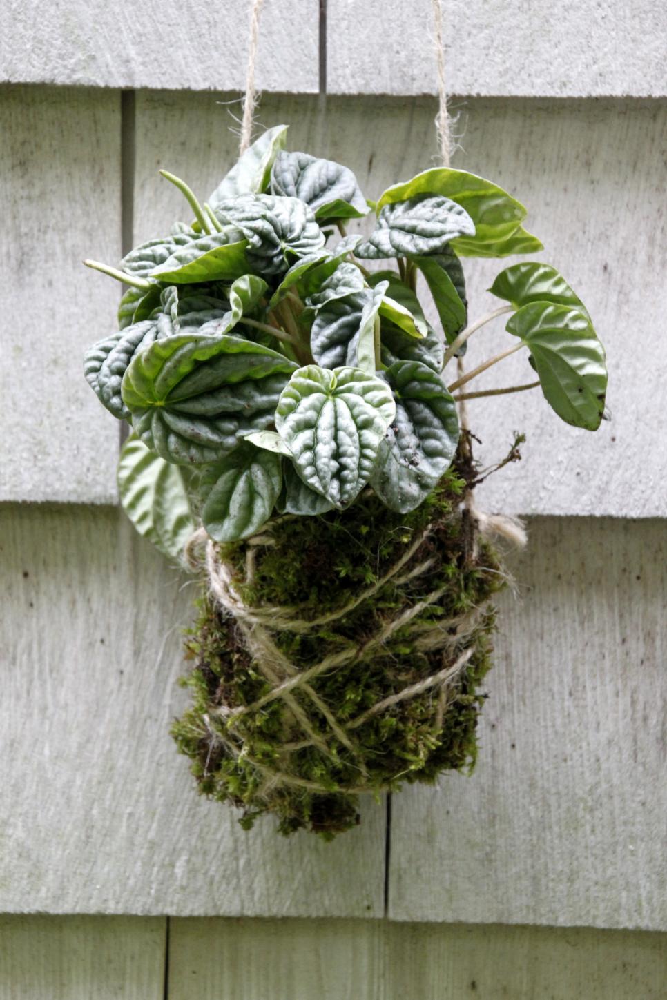 DIY Japanese String Garden | HGTV